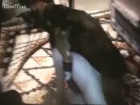 [ Animal Sex ] This doggy is truly eager